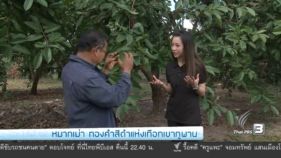 รู้สู้โรค : หมากเม่า ทองคำสีดำแห่งเทือกเขาภูพาน