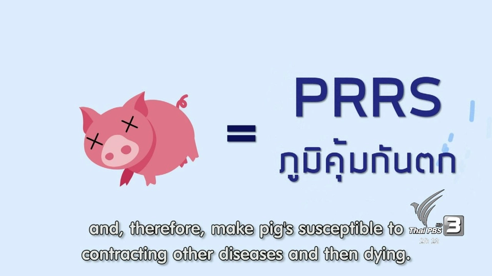 soเชี่ยว FAKE or FACT : ห้ามกินหมูและไก่ เนื่องจากเป็นเอดส์หมูหรือเอดส์ไก่ จริงหรือไม่
