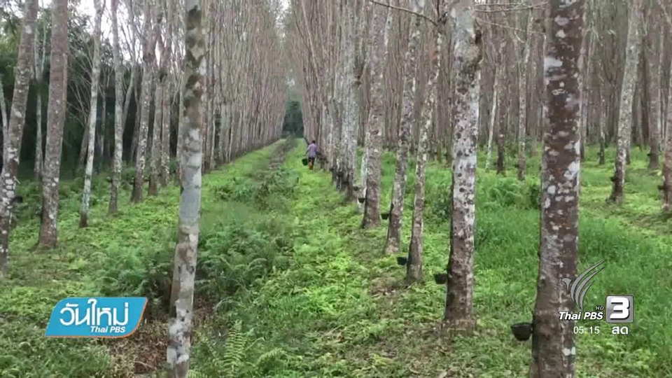 นักข่าวพลเมืองไทยนครศรีธรรมราชสำรวจผลกระทบชาวสวนยางพารา