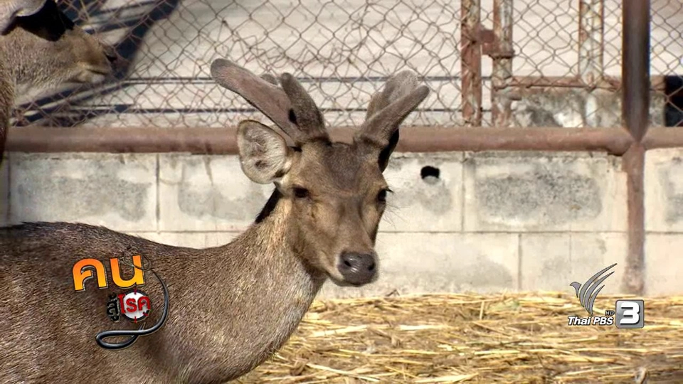 รู้สู้โรค : เขากวางอ่อน ศูนย์ศึกษาการพัฒนาภูพานฯ อันเนื่องมาจากพระราชดำริ