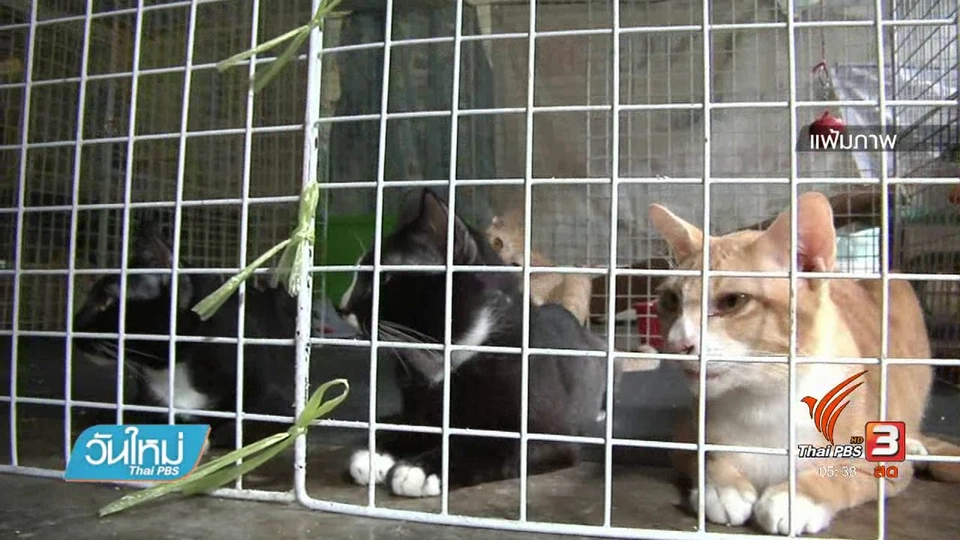 กรมควบคุมโรคแจงคนถูกแมวกัดเนื้อเน่า