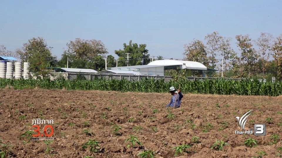 ข้าวโพดนาปรัง