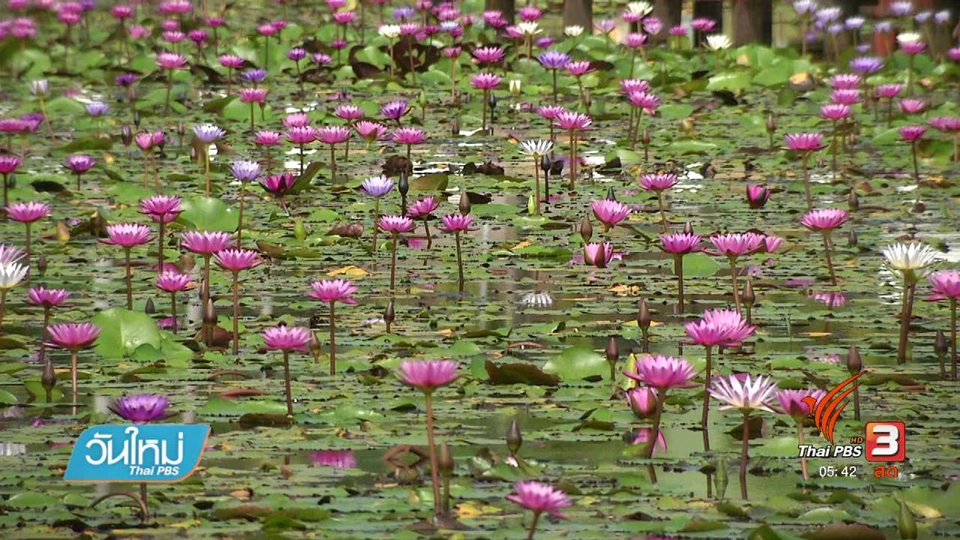 อุทยานบัวเฉลิมพระเกียรติ ม.เกษตรศาสตร์ จ.สกลนคร