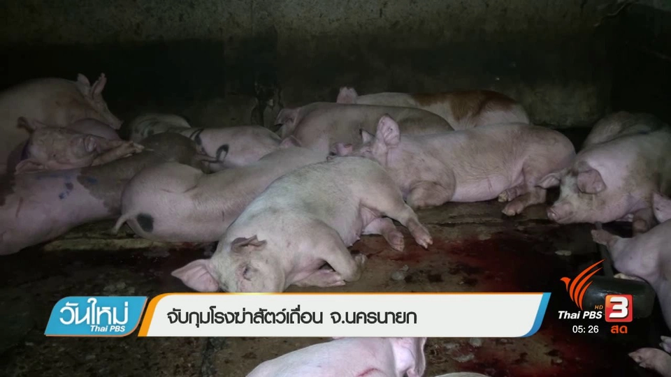 จับกุมโรงฆ่าสัตว์เถื่อน จ.นครนายก