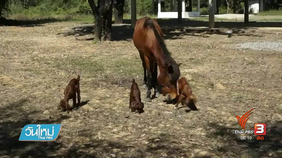ม้าสาวรักลูกแพะกำพร้าเหมือนเป็นลูกตัวเอง