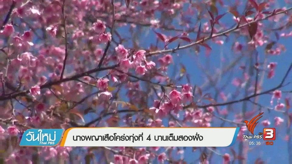 นางพญาเสือโคร่งทุ่งที่ 4 บานเต็มสองฝั่ง