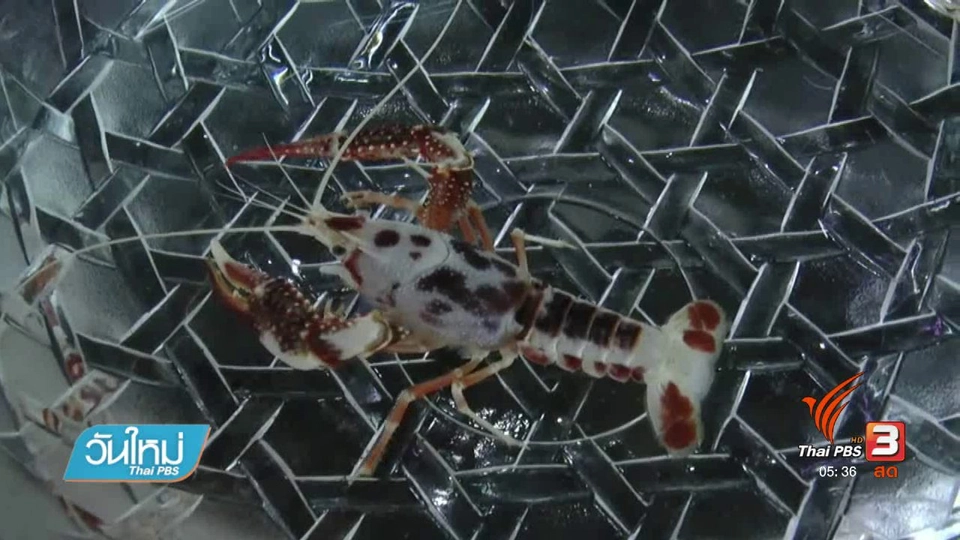 ซื้อขายกุ้งเคฟิช 1 ล้านบาท