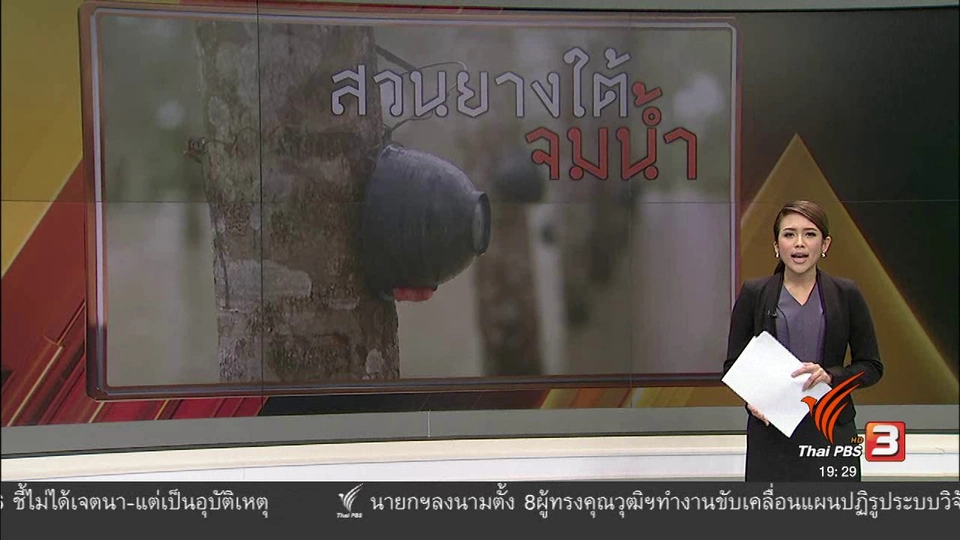 สวนยางใต้จมน้ำ