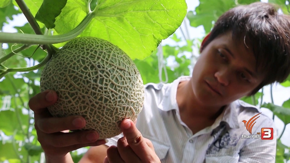 เกษตรข้างบ้าน : พนักงานประจำกับฟาร์มเมล่อน