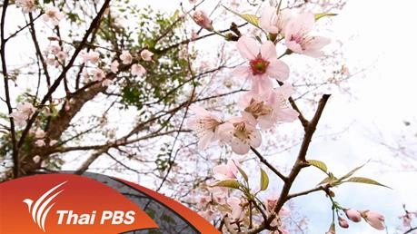 ภูหินร่องกล้า ป่าสีชมพู