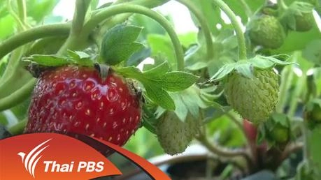 ประเด็นข่าว (1 มี.ค. 59)