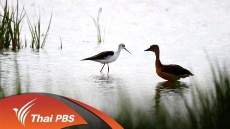 นกน้ำทะเลน้อย