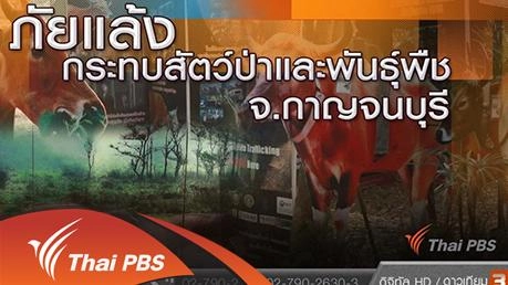 ภัยแล้งกระทบสัตว์ป่าและพันธุ์พืช จ.กาญจนบุรี