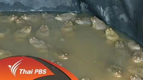 ประเด็นข่าว (14 มี.ค. 59)