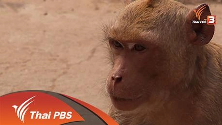 ลิงลพบุรี