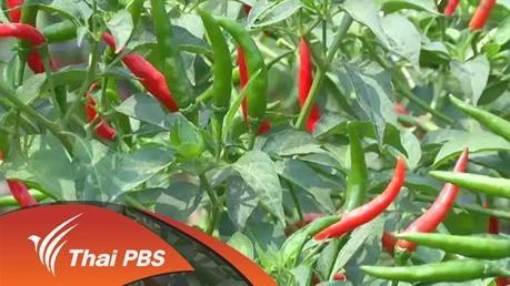 ประเด็นข่าว (25 มี.ค. 59)