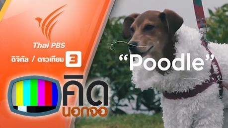 คิดนอกจอ  : จับเจ้าตูบไร้บ้านแต่งตัวเลียนแบบเป็นสุนัขพันธุ์แท้ราคาสูง