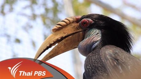 นกเงือกแห่งเทือกเขา