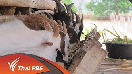 วิชาแพะ