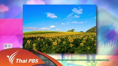 ทานตะวันบานแฉ่ง