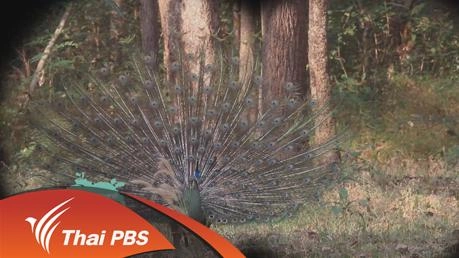 นกยูงราชินีแห่งแม่วงก์