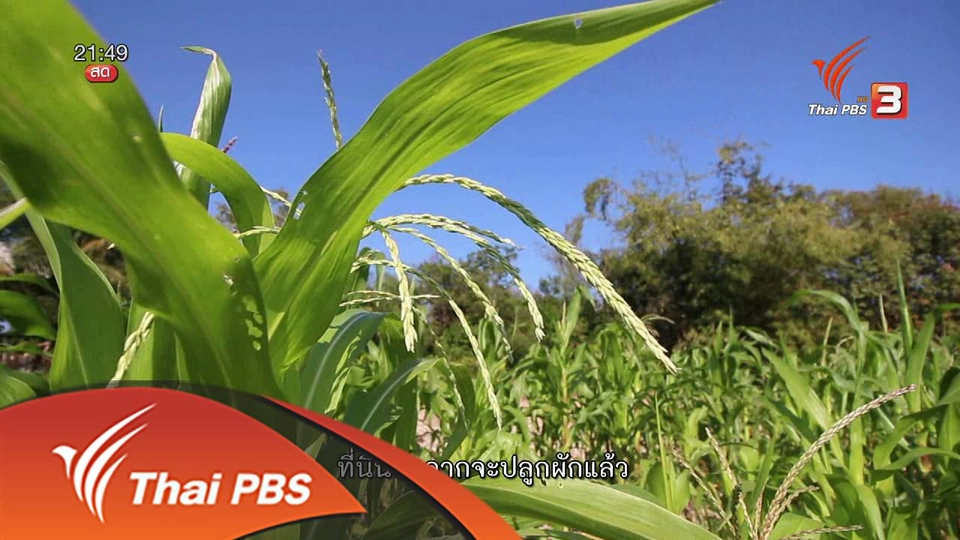 นักข่าวพลเมือง :  เครือข่ายเกษตรรวมตัวกันผ่านพื้นที่ตลาดนัดสีเขียว