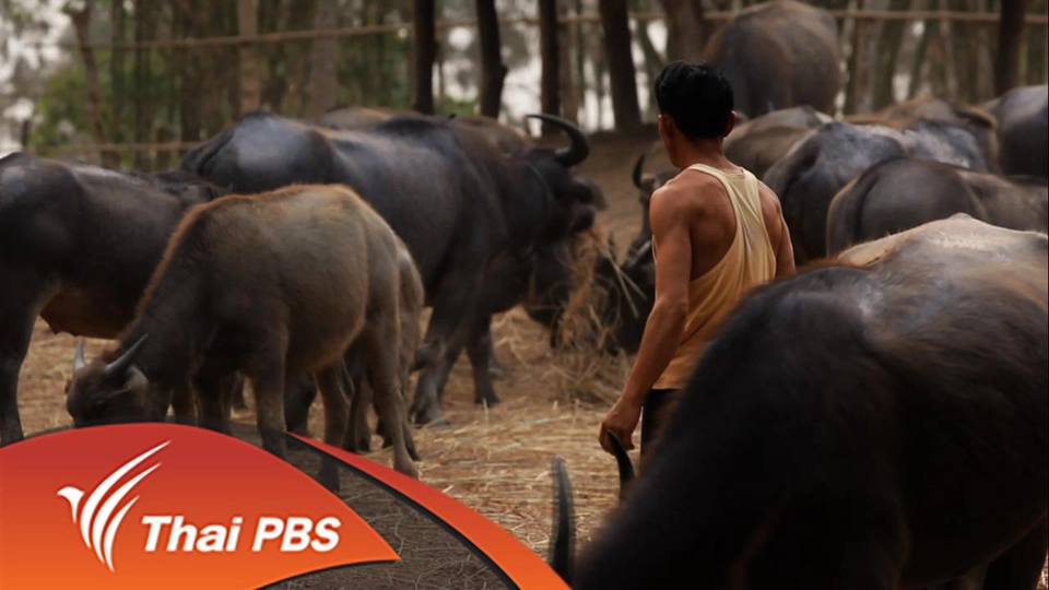 ฅนเวียงหนอง