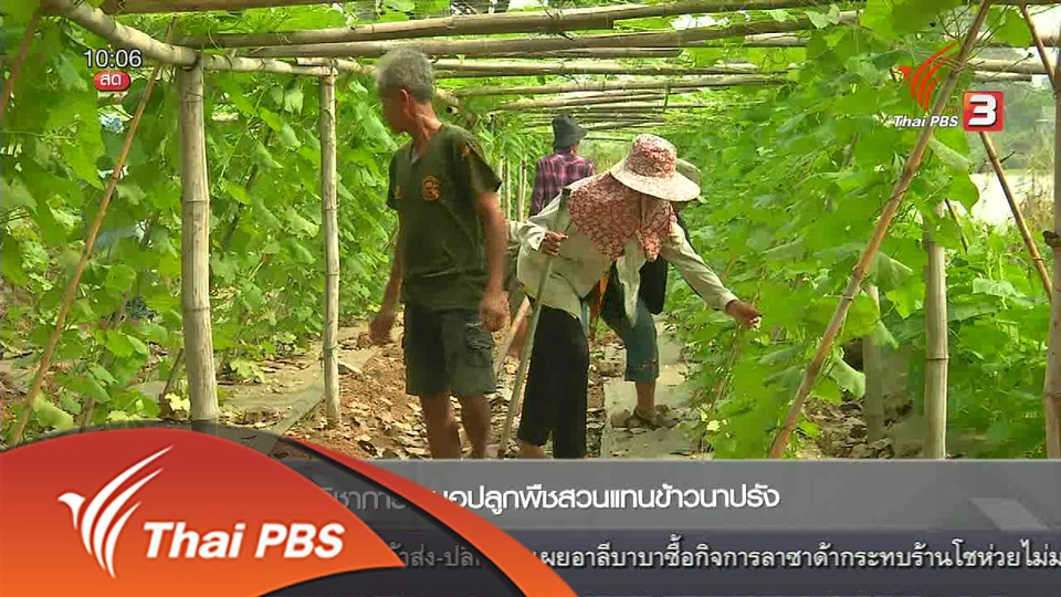 ปลูกพืชสวนแทนนาข้าว