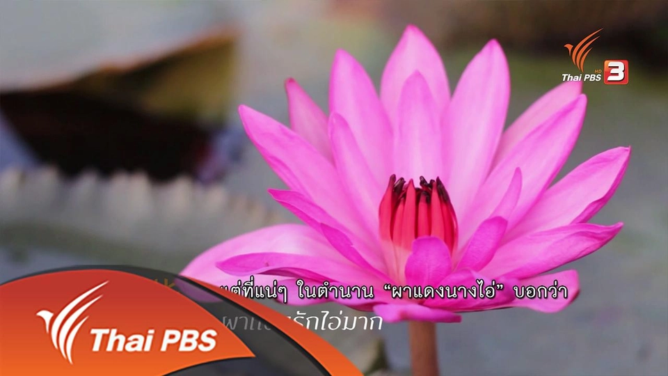 ผาแดงรักไอ่มาก