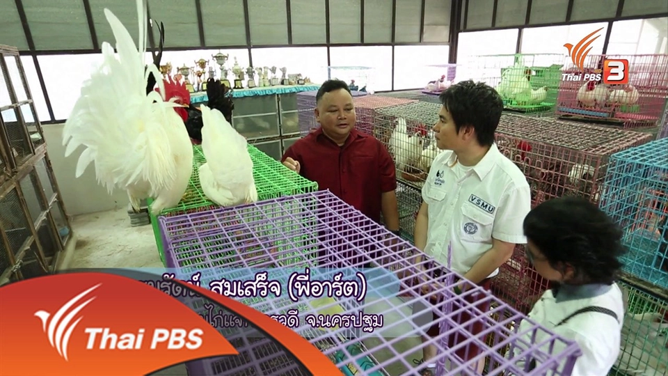 ไก่(พื้น-บ้าน) ตอน 1