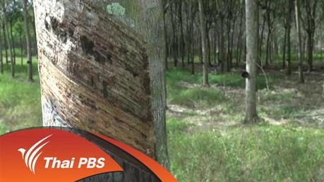 ชั่วโมงทำกิน : รัฐรับซื้อยางแผ่นดิบ 45 บาทต่อกก. เริ่ม 25 ม.ค. นี้