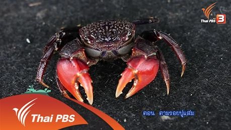 ตามรอยปูแสม