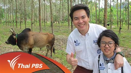 วัวชน...ยอดมวยแห่งท้องทุ่ง