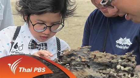 หลากชีวิตในป่าชายเลน