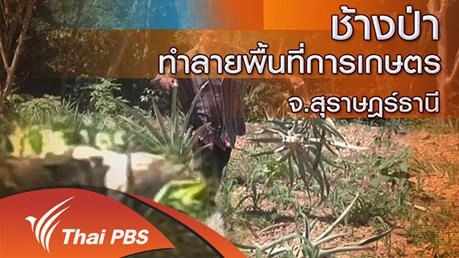 ช้างป่าทำลายพื้นที่การเกษตร จ.สุราษฎร์ธานี