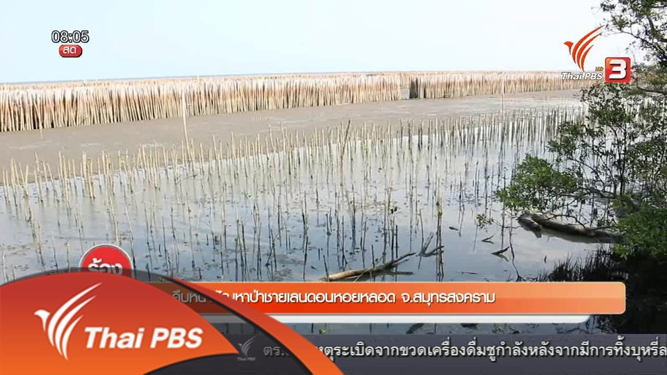 คืบหน้าปัญหาป่าชายเลนดอนหอยหลอด จ.สมุทรสงคราม