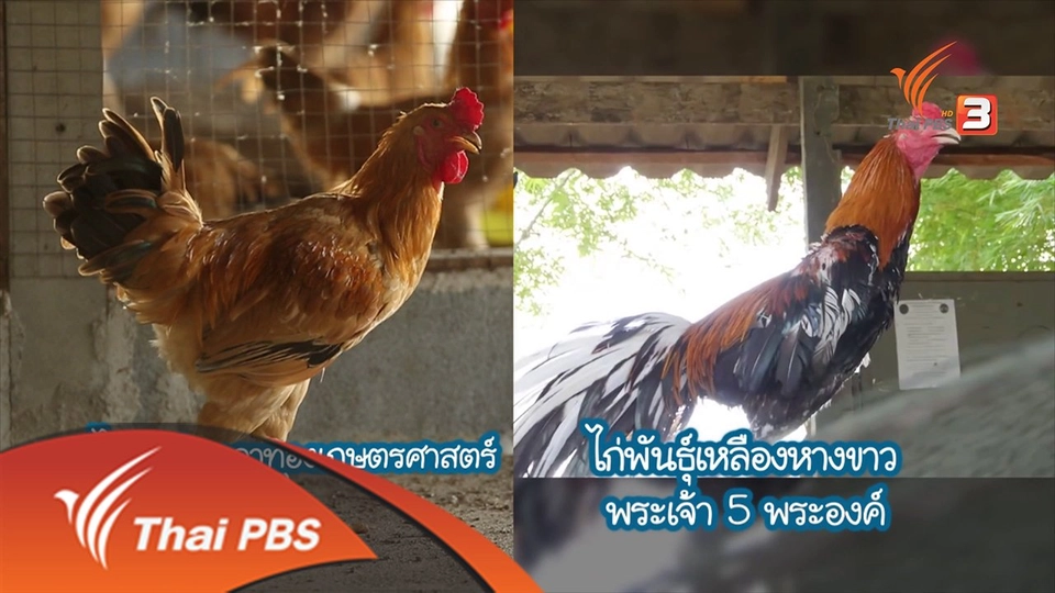 ไก่(พื้น-บ้าน) ตอน 2
