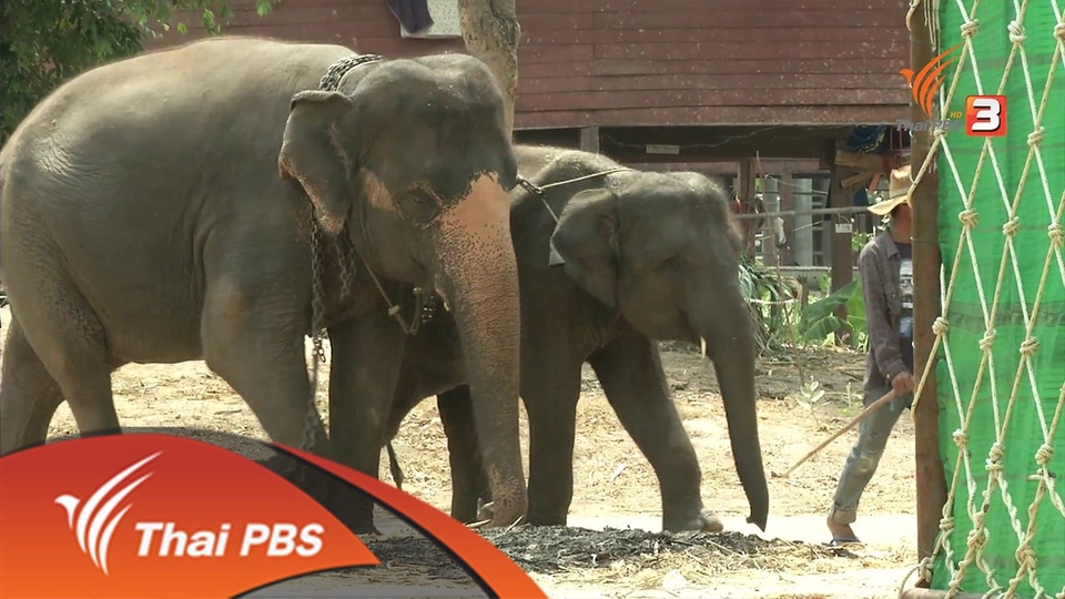 จ.สุรินทร์