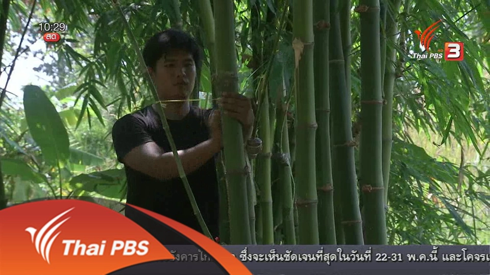 ลงทุนทำกิน : ธุรกิจปลูกไผ่ตงลืมแล้ง