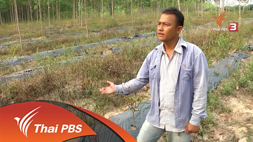 คนสู้แล้ง