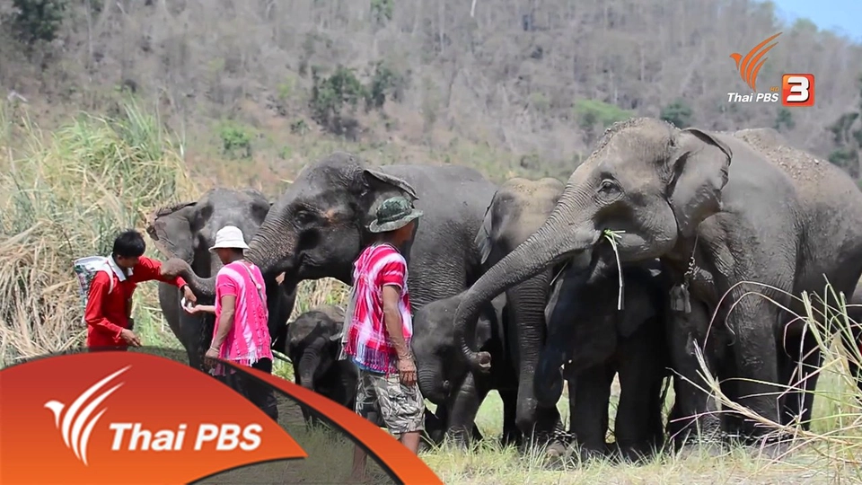 กะญอ กะซอ : คนเลี้ยงช้างแห่งบ้านปูเต้อ