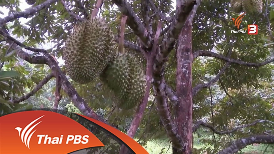 ประเด็นข่าว (25 พ.ค. 59)