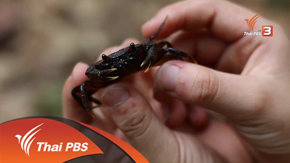 ปูน้ำตกดอยสุเทพ