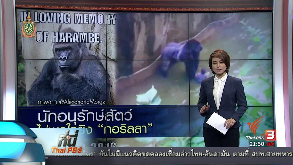 ที่นี่ Thai PBS : โซเชียลมีเดีย ลงชื่อกว่า 60,000 รายชื่อ ขอความยุติธรรมให้กอริลล่าที่ถูกยิง