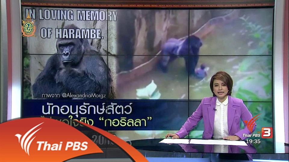 วิเคราะห์สถานการณ์ต่างประเทศ : นักอนุรักษ์สัตว์ ไม่พอใจยิง "กอริลลา"