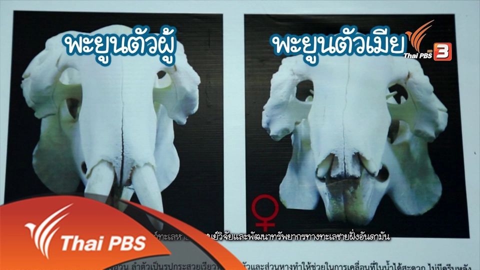 พะยูน...เงือกน้อยแห่งท้องทะเล ตอน 1 Animals Speak