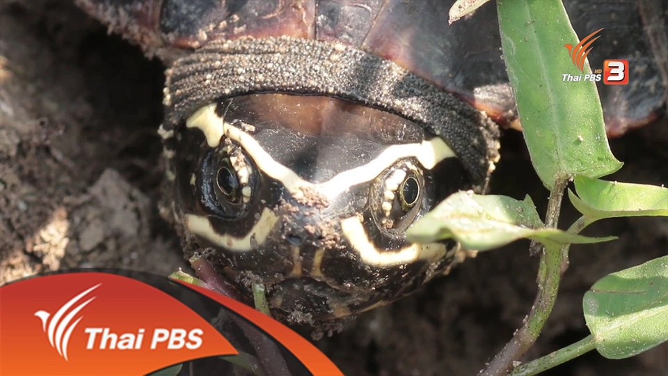 สายลับสีไฟ