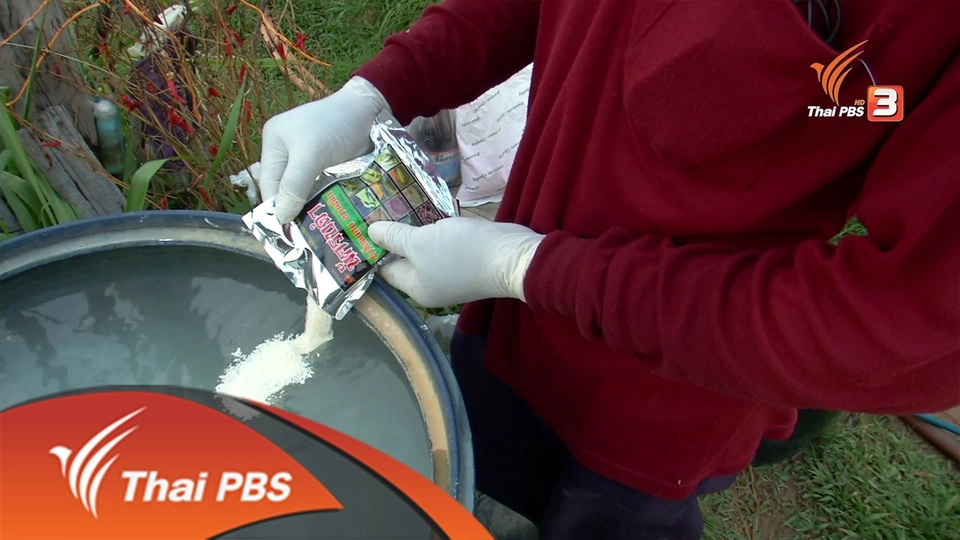 ผักพ่วงพิษ