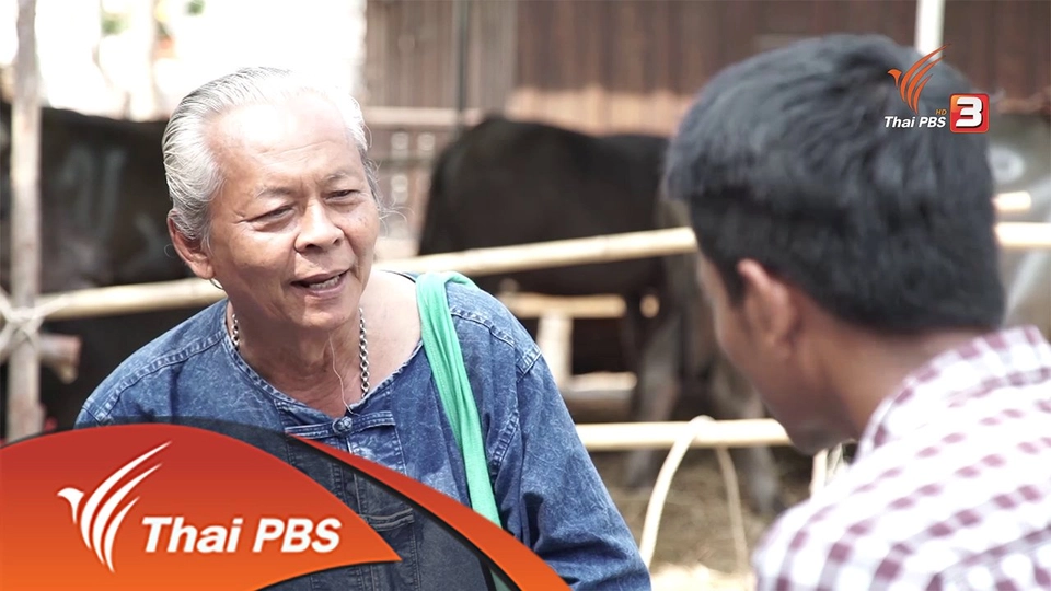 ลุงขวัญชัยเลี้ยงควาย