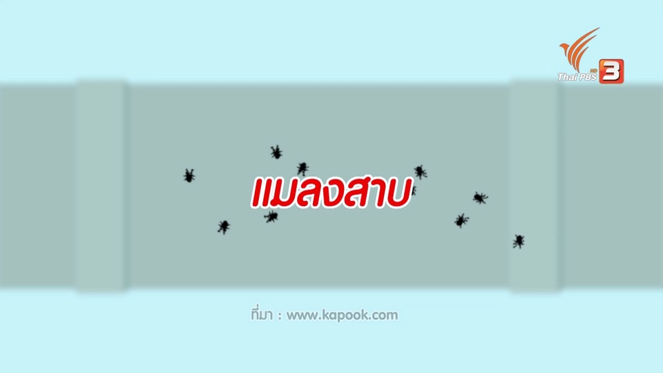 กระจ่างจิต : ไล่แมลงสาบสูตรธรรมชาติ